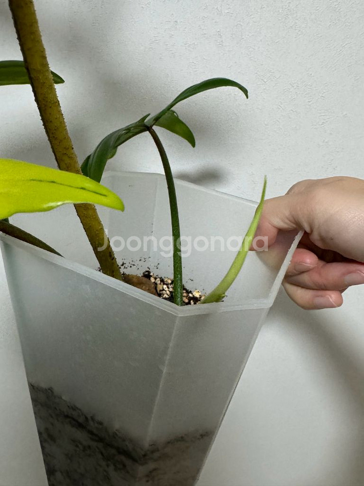 필로덴드론 플로리다 뷰티 바리에가타--4