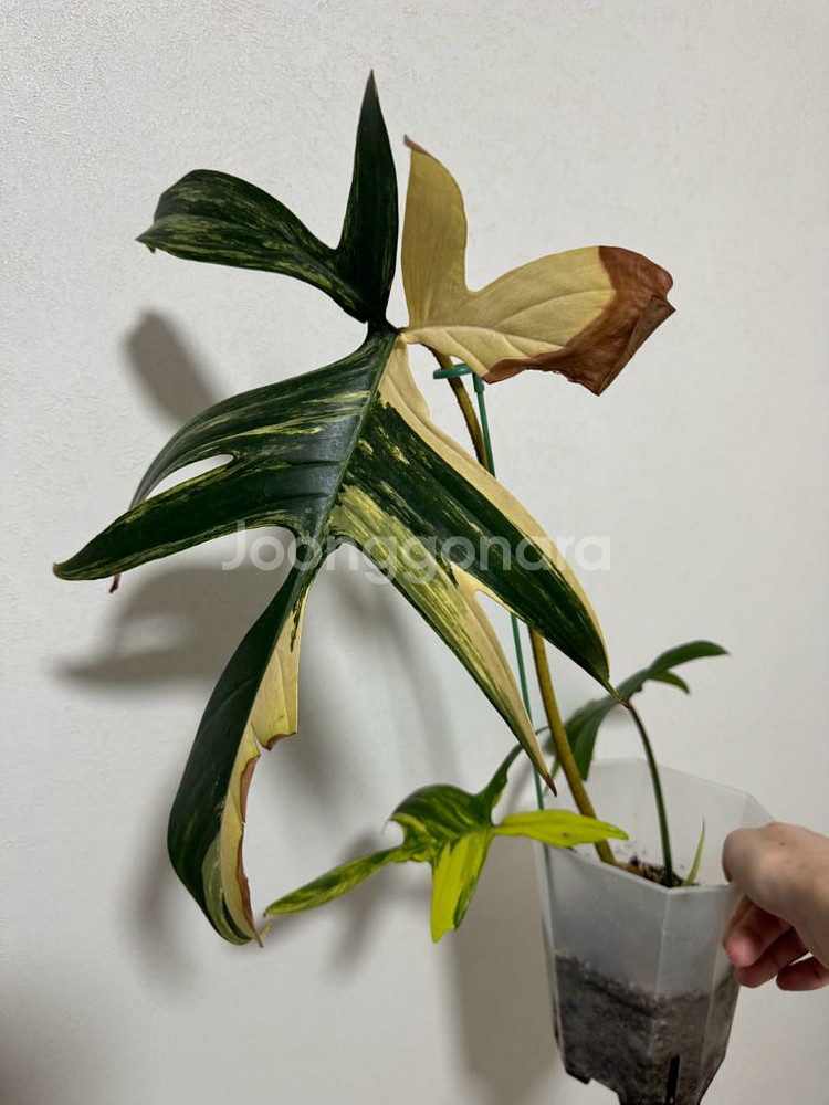 필로덴드론 플로리다 뷰티 바리에가타--1