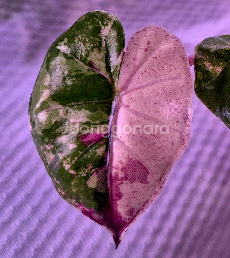 플럼배니그라 알로카시아 바리에가타--0