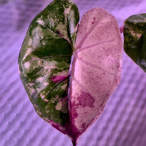 플럼배니그라 알로카시아 바리에가타