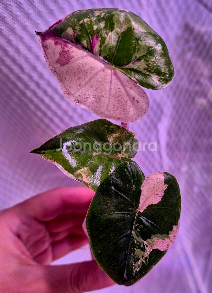 플럼배니그라 알로카시아 바리에가타--1