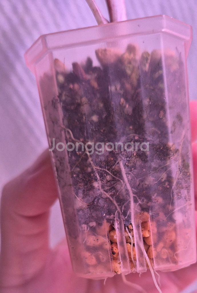 플럼배니그라 알로카시아 바리에가타--2