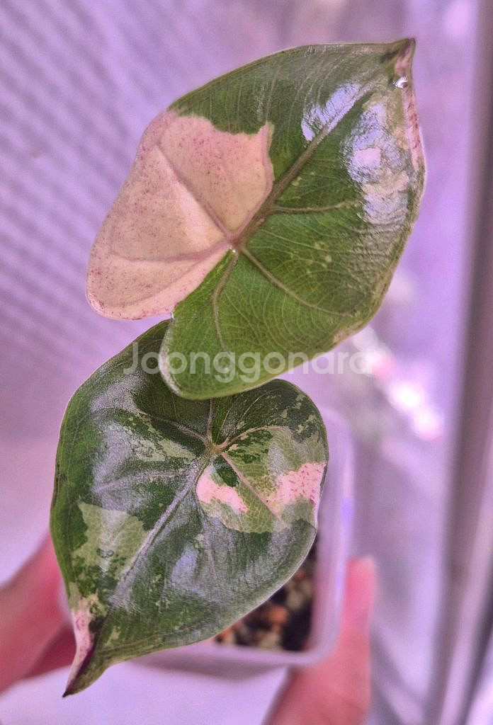 플럼배니그라 알로카시아 바리에가타--0