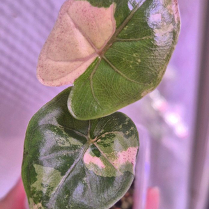 플럼배니그라 알로카시아 바리에가타