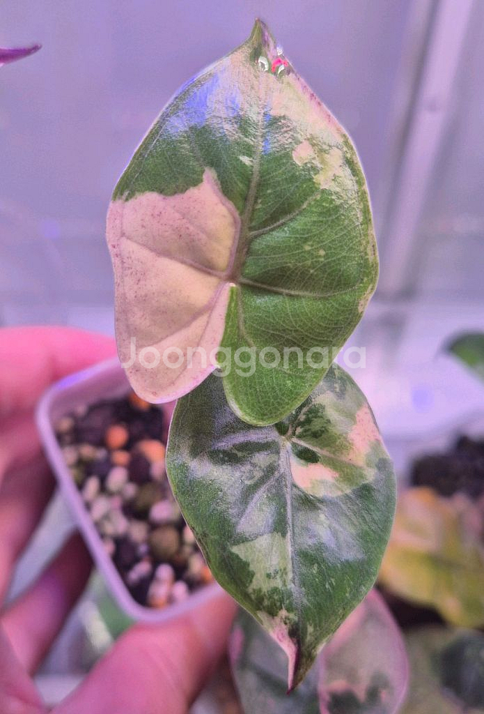 플럼배니그라 알로카시아 바리에가타--1