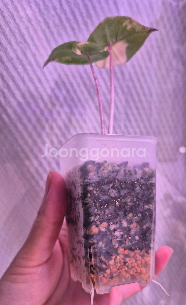 플럼배니그라 알로카시아 바리에가타--2