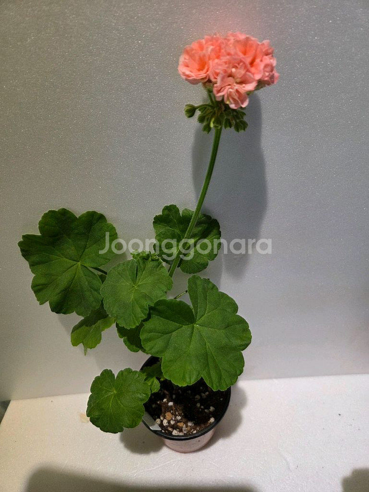 화인오뉴월 k제라늄--0