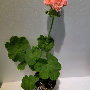 화인오뉴월 k제라늄