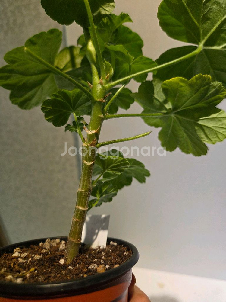 화인오뉴월 k제라늄--2