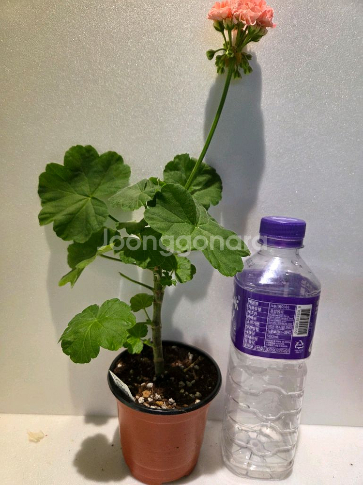 화인오뉴월 k제라늄--1