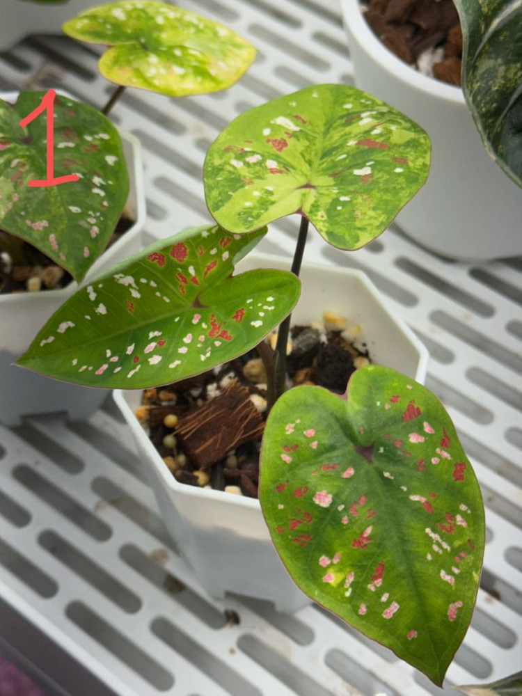 칼라디움 억만장자 바리에가타--1