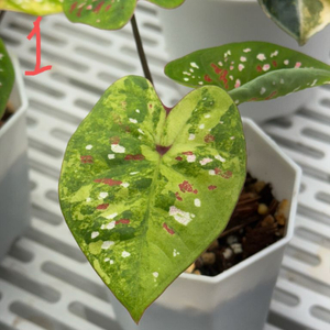 칼라디움 억만장자 바리에가타