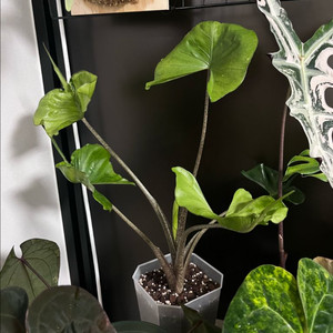 알로카시아 스팅레이 바리에가타