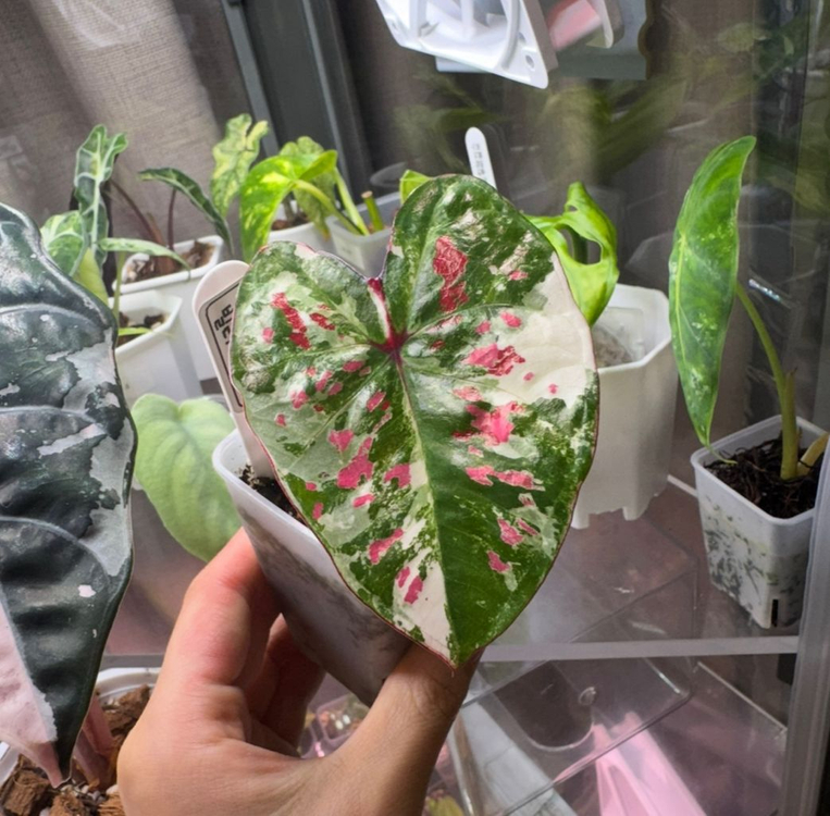 칼라디움 억만장자 바리에가타--2