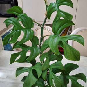 히메설린몬스테린