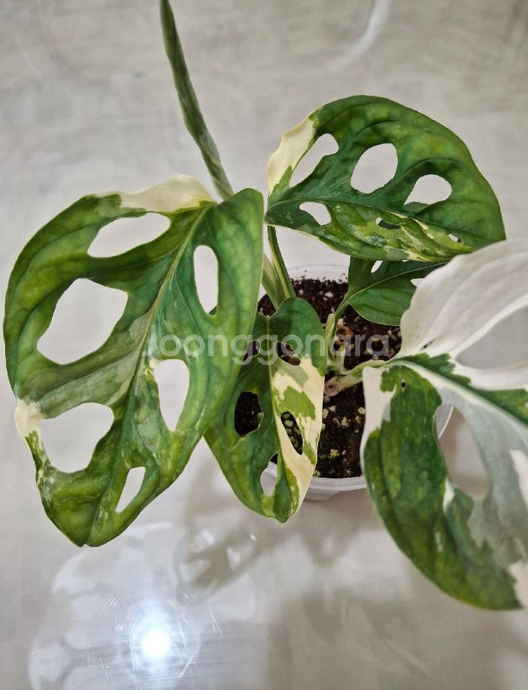 아큐미네이터 바리에가타--1