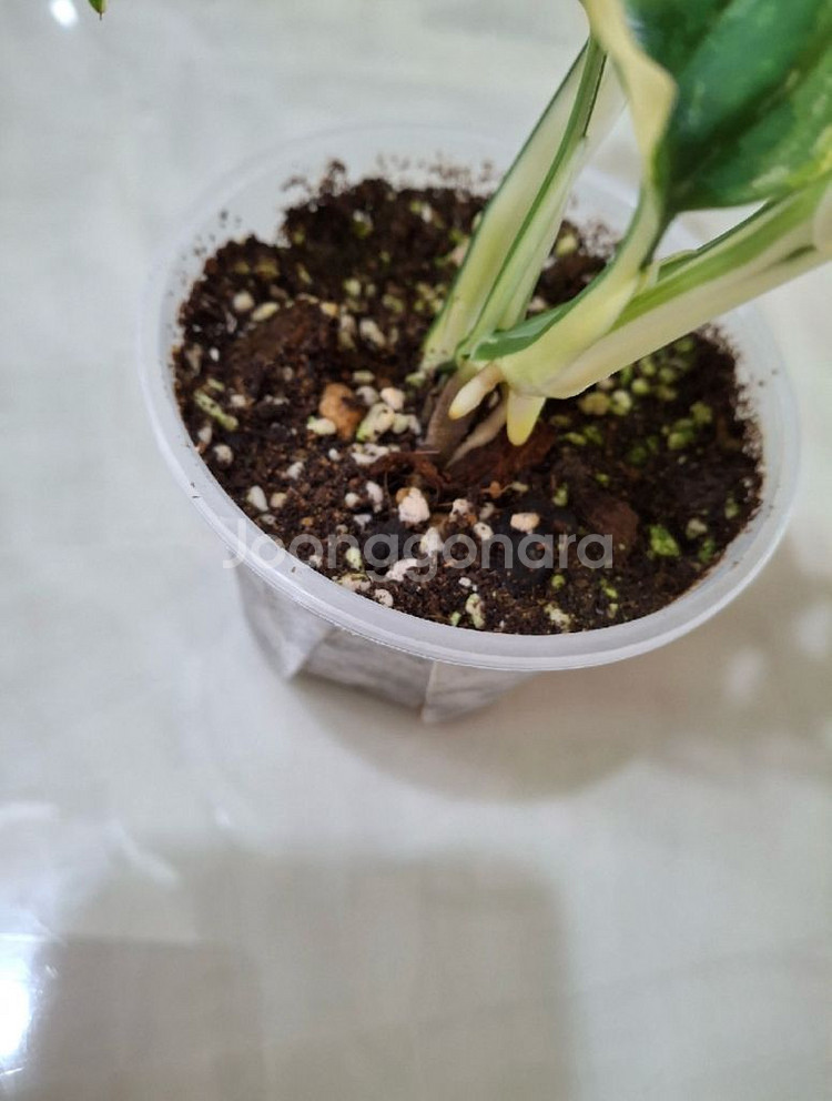 아큐미네이터 바리에가타--2