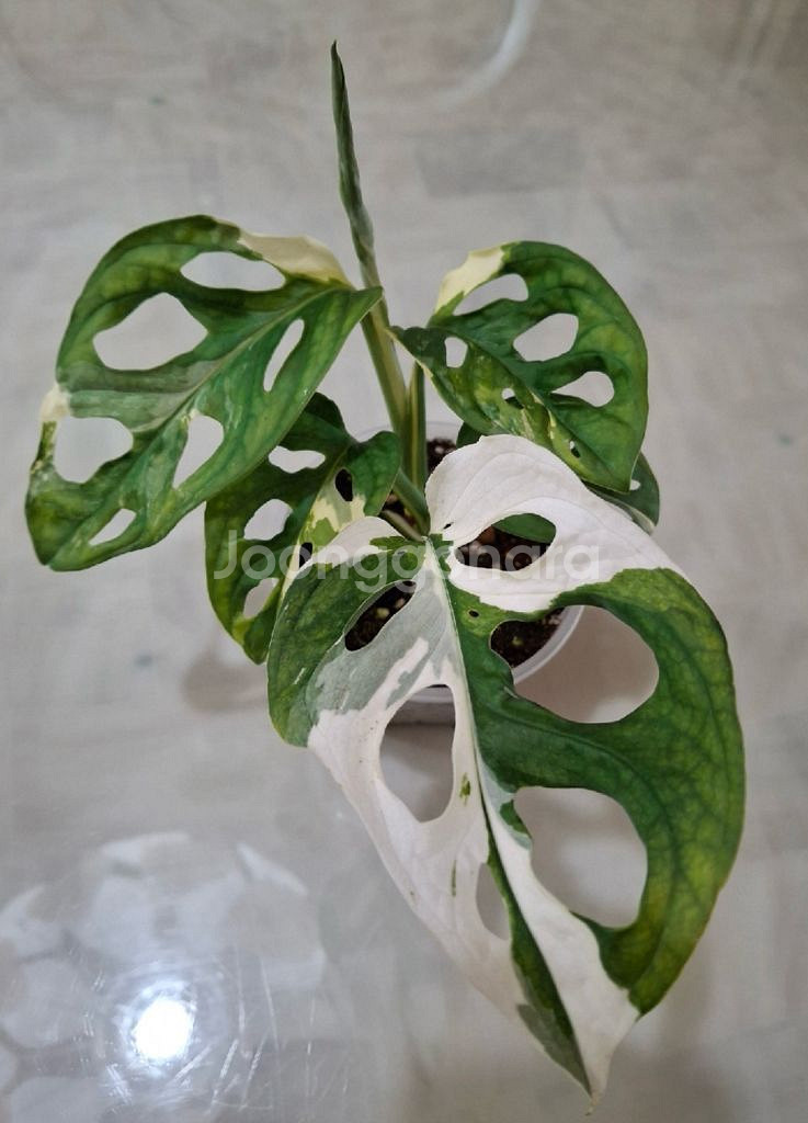 아큐미네이터 바리에가타--0