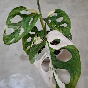 아큐미네이터 바리에가타