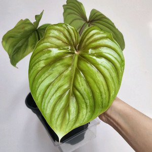 금욜배송)필로덴드론 블랙페이스 플로우마니