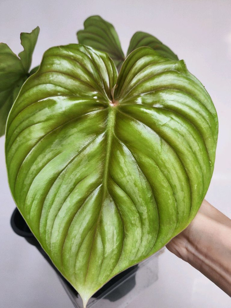 필로덴드론 블랙페이스 플로우마니--1