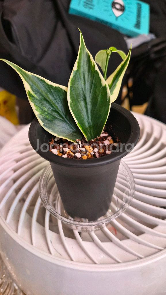 호야 폴리네우라 알보마지나타--0