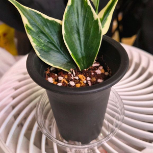 호야 폴리네우라 알보마지나타