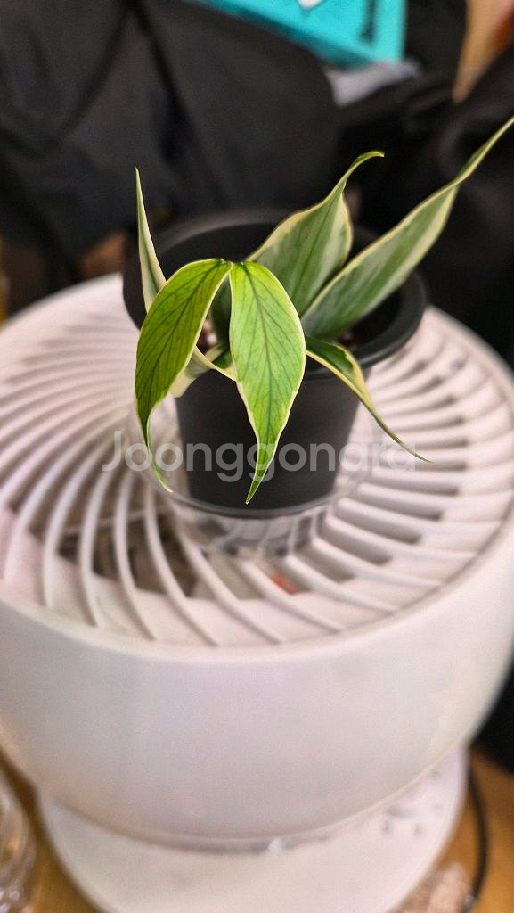 호야 폴리네우라 알보마지나타--1