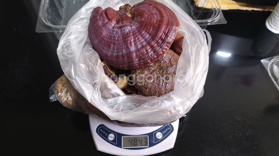 국내산 자연산 건조 영지버섯 판매합니다.--1