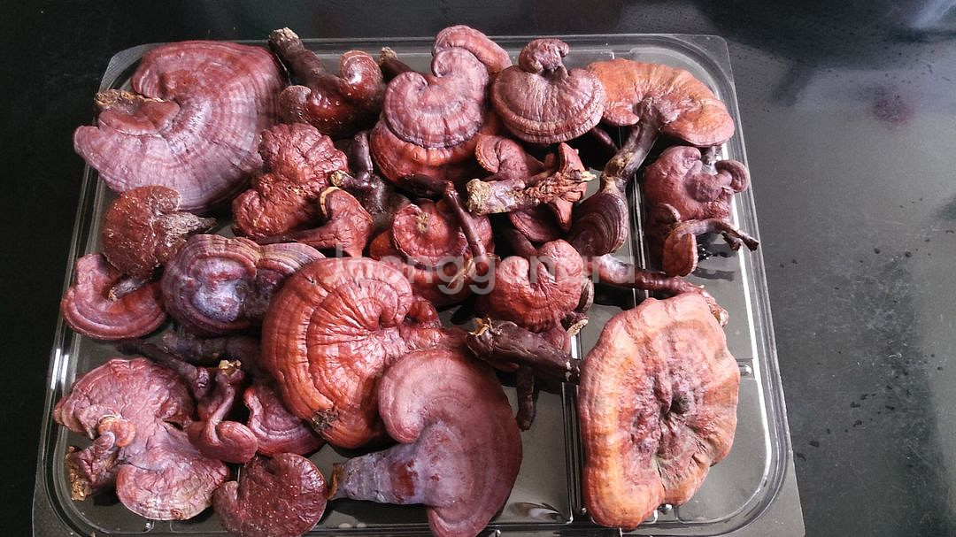 국내산 자연산 건조 영지버섯 판매합니다.--2