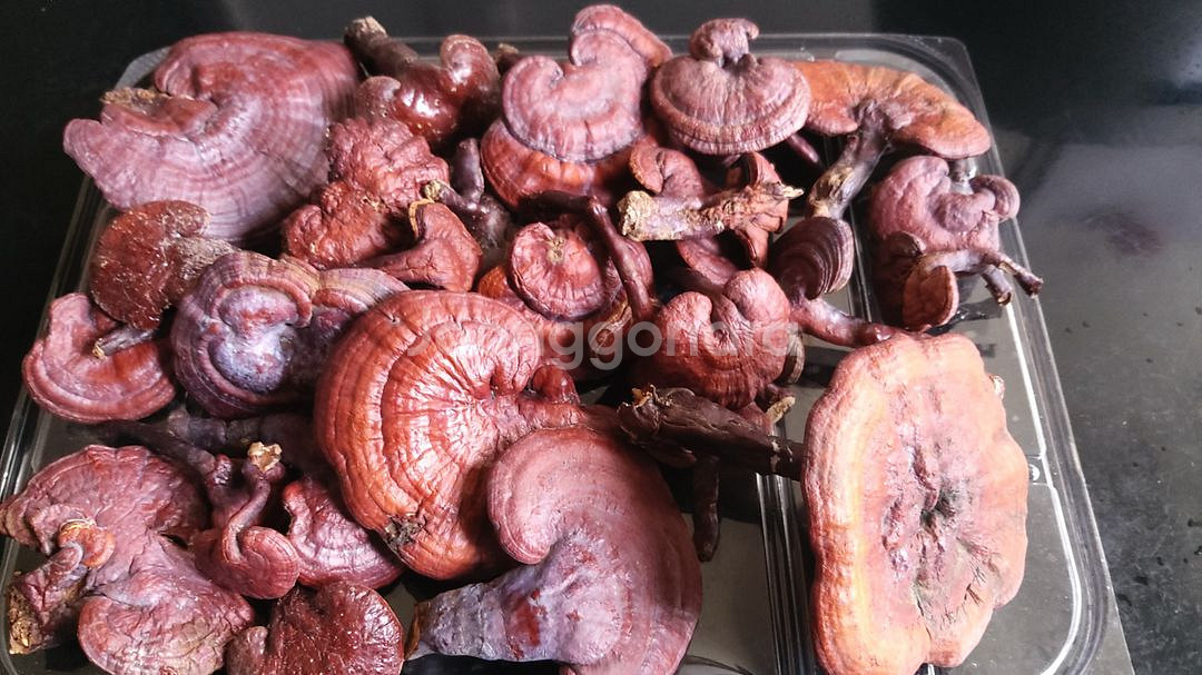 국내산 자연산 건조 영지버섯 판매합니다.--0