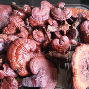 국내산 자연산 건조 영지버섯 판매합니다.