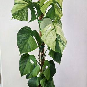 민트몬스테라 민몬