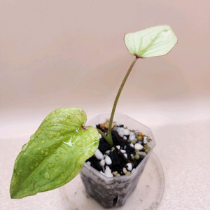 칼라디움 알파벳