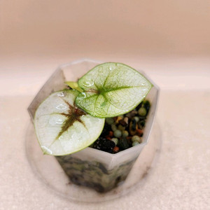 칼라디움 썬스푼