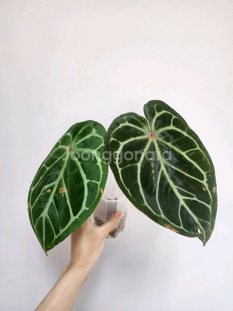 금욜배송)안스리움 도라야끼 레드 탑--0