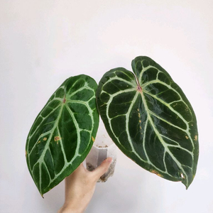 금욜배송)안스리움 도라야끼 레드 탑