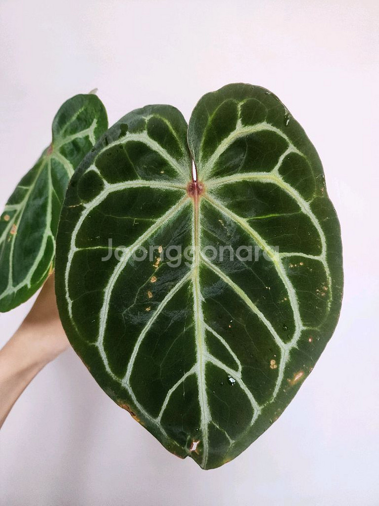 금욜배송)안스리움 도라야끼 레드 탑--1