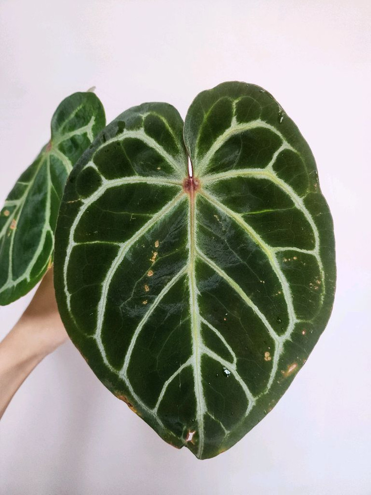 안스리움 도라야끼 레드 탑(새순 나오는중)--1