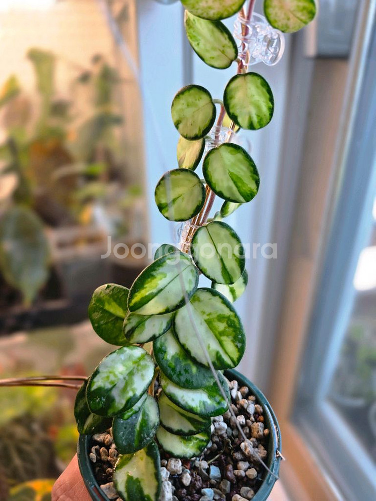 호야 마틸드 바리에가타(알로카시아 x)--0