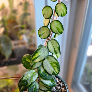 호야 마틸드 바리에가타(알로카시아 x)