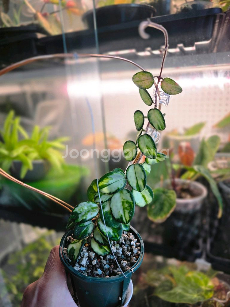 호야 마틸드 바리에가타(알로카시아 x)--2