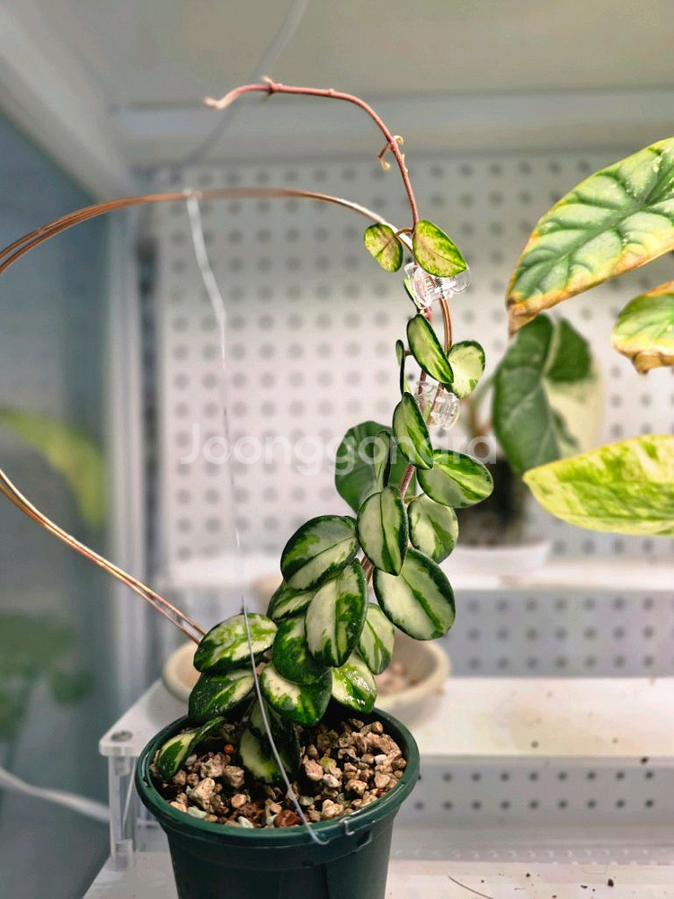 호야 마틸드 바리에가타(알로카시아 x)--1