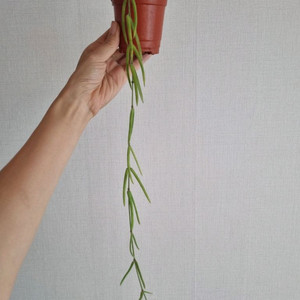 호야 리네아리스