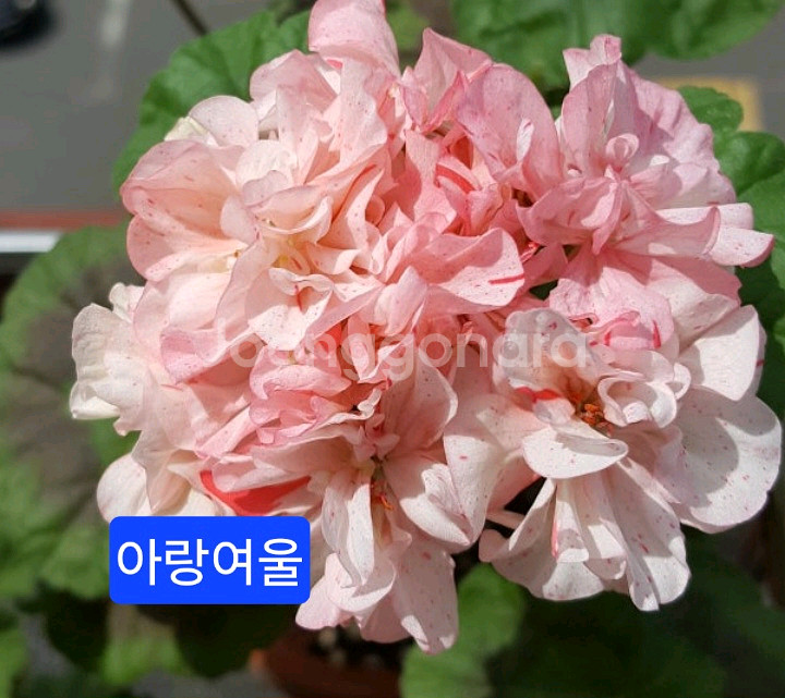 아랑여울 K제라늄 대품--0