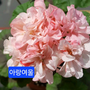 아랑여울 K제라늄 대품