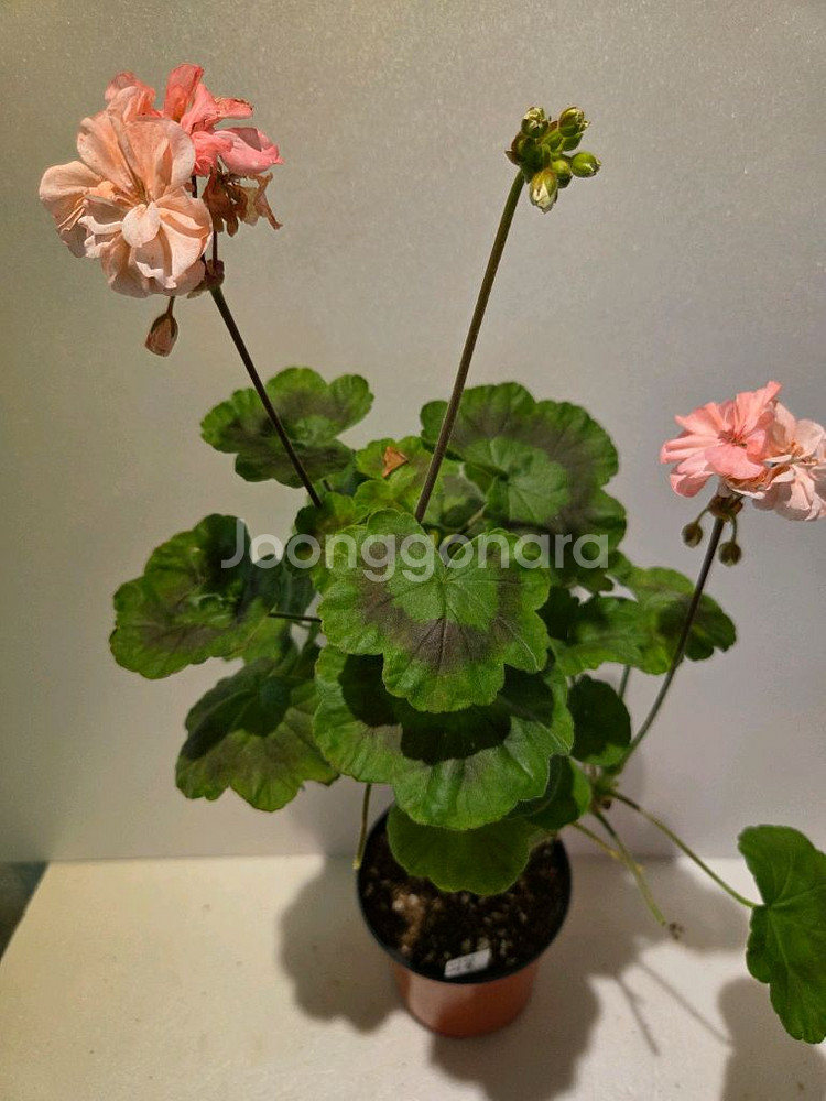 아랑여울 K제라늄 대품--1