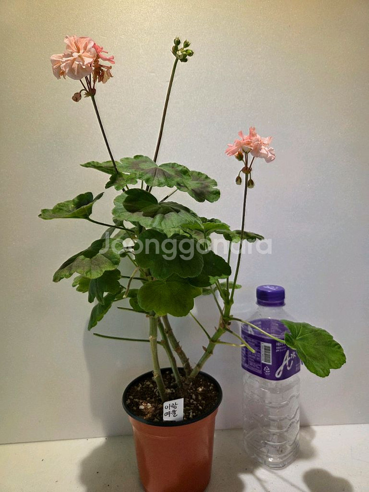 아랑여울 K제라늄 대품--2