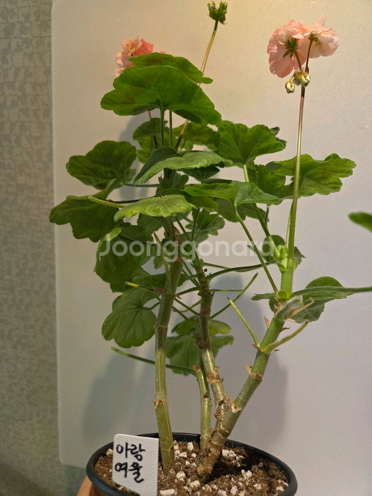아랑여울 K제라늄 대품--3