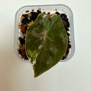 알로카시아 산데리아나 푸세이도 핑크